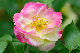 image0140