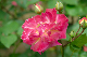 image0147