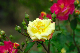 image0150