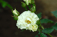 image0155