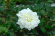 image0159