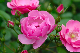 image0161