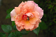 image0165