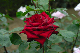 image0175