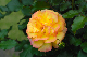 image0176