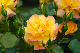image0177