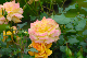 image0180