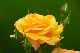 image0181