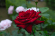 image0184