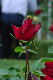 image0185