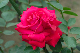 image0187