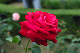 image0188