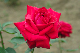 image0191