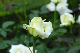 image0194