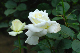 image0196