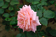 image0198