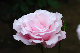 image0199
