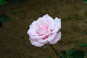 image0202