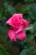 image0205
