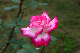 image0207