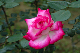 image0209