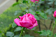 image0212