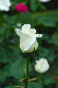 image0215