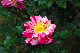 image0218