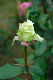 image0221