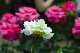 image0222