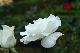 image0226