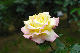 image0233