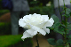 image0234
