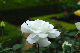 image0238