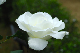 image0239