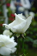 image0240
