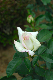 image0243