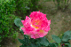 image0244