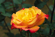 image0245