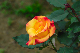image0246