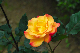 image0247