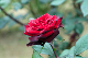 image0248