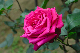 image0249