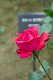 image0250