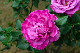 image0252