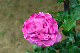 image0253