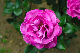 image0254