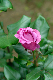 image0255