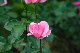 image0256