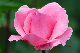 image0257